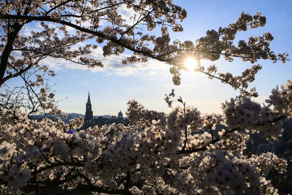 Der Rosengarten in Bern bietet nicht nur eine tolle Aussicht über die Stadt, sondern auch blühende Bäume bewundern.