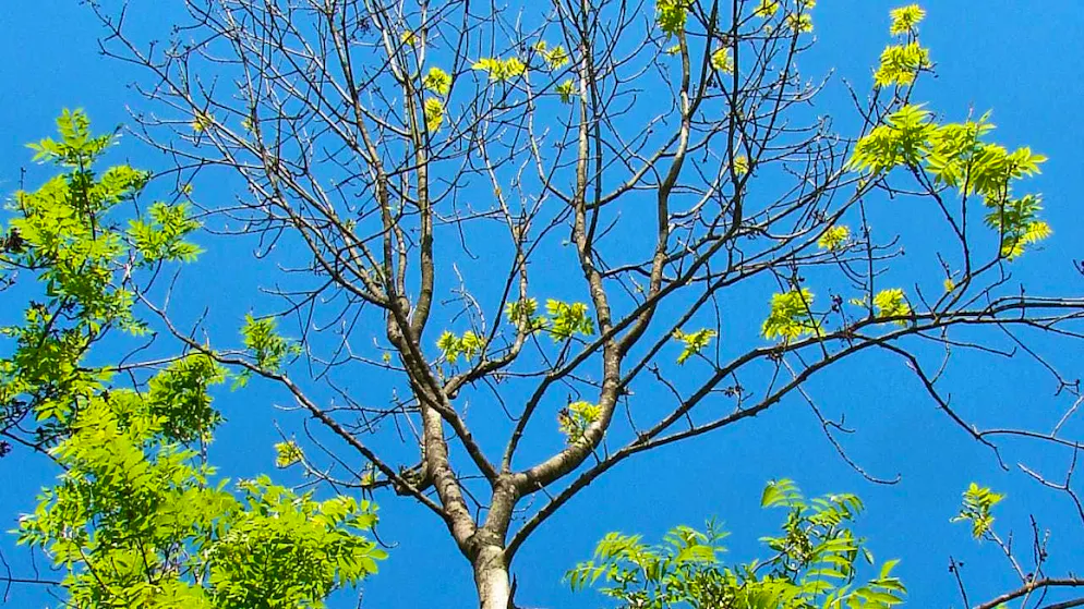 Ash and birch pollen replace hazel and alder pollen - Gallery. Ash pollen season has begun in Switzerland. However, more and more of these trees are falling victim to an East Asian fungus, so that the corresponding pollen concentration in the air is generally falling. (theme picture)