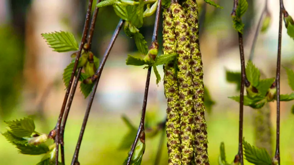 Ash and birch pollen replace hazel and alder pollen - Gallery. The birch pollen season starts in Switzerland these days. One in five people in Switzerland is allergic to it. (theme picture)
