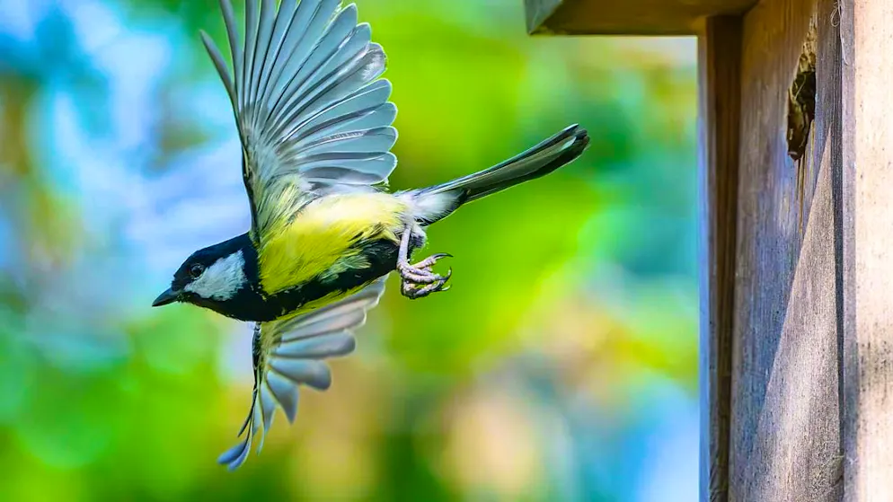 Too much light at night disturbs great tits during breeding - Gallery. Great tits spend less time on their eggs in urban nesting boxes due to light pollution. (theme picture)