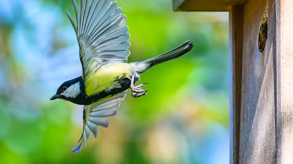 Zuviel nächtliches Licht stört Kohlmeisen beim Brüten - Gallery. Kohlmeisen verbringen in städtischen Nistkästen wegen der Lichtverschmutzung weniger Zeit auf ihren Eiern. (Themenbild)