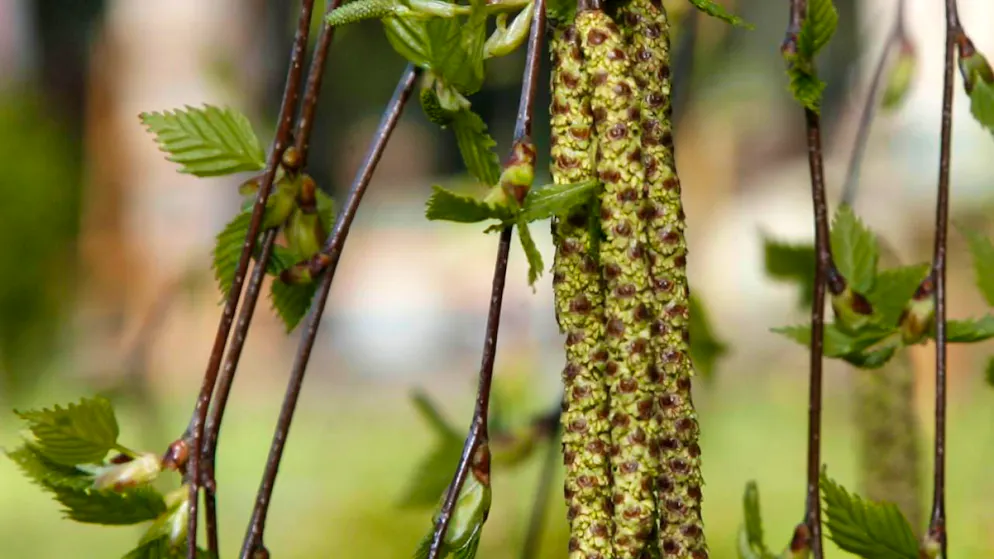 Eschen- und Birkenpollen lösen Hasel- und Erlenpollen ab - Gallery. Dieser Tage beginnt in der Schweiz die Birkenpollensaison. Jede fünfte Person in der Schweiz reagiert allergisch darauf. (Themenbild)
