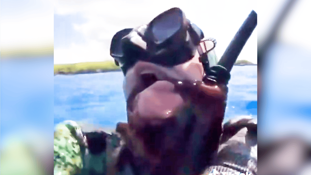 Oktopus würgt Taucher. Russe stochert in Höhle – dann kämpft er plötzlich um sein Leben