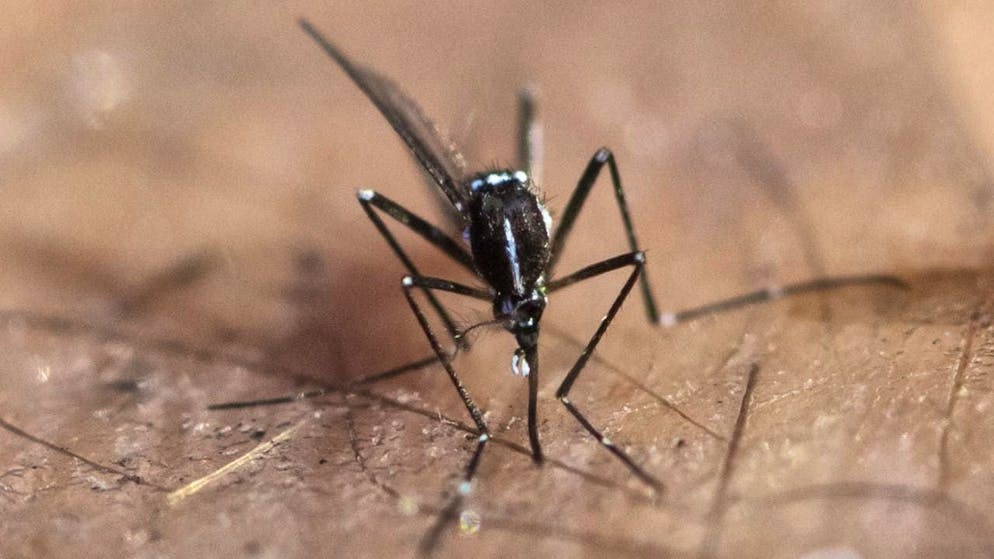 A trial with sterilized male tiger mosquitoes is to be carried out in Ticino. (symbolic image)