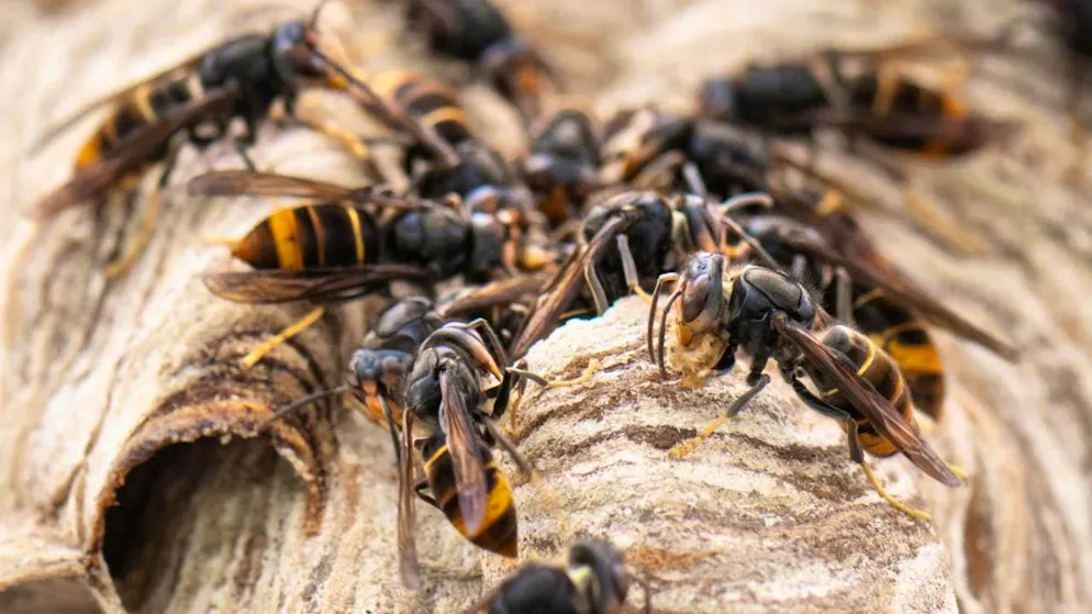 The federal government wants to combat the spread of the Asian hornet more effectively in forests. (theme picture)