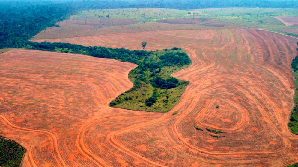 Die Abholzung von Wald wirkt sich besonders stark auf die Artenvielfalt aus. (Archivbild)
