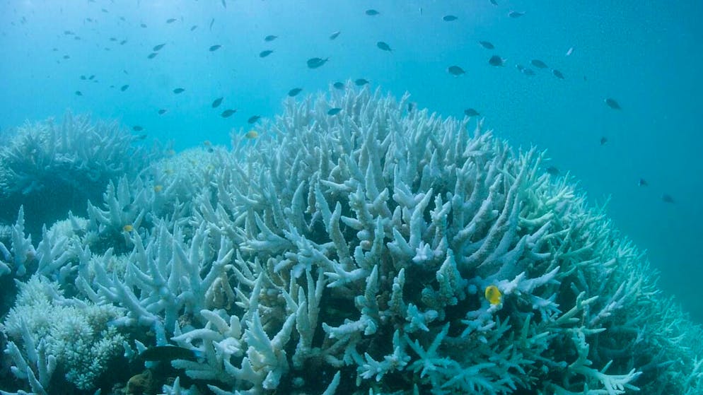 Zur Korallenbleiche kommt es bei steigenden Wassertemperaturen. (Archivbild)