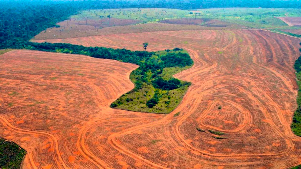 Deforestation has a particularly strong impact on biodiversity. (archive image)