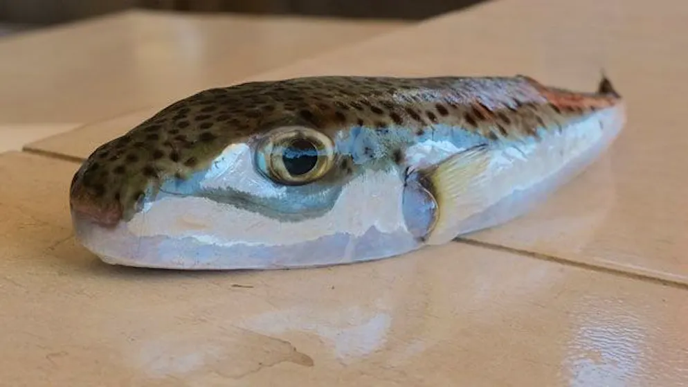Achtung, der Hasenkopf Kugelfisch ist giftig. Forscher warnen nun vor diesem Tierchen.