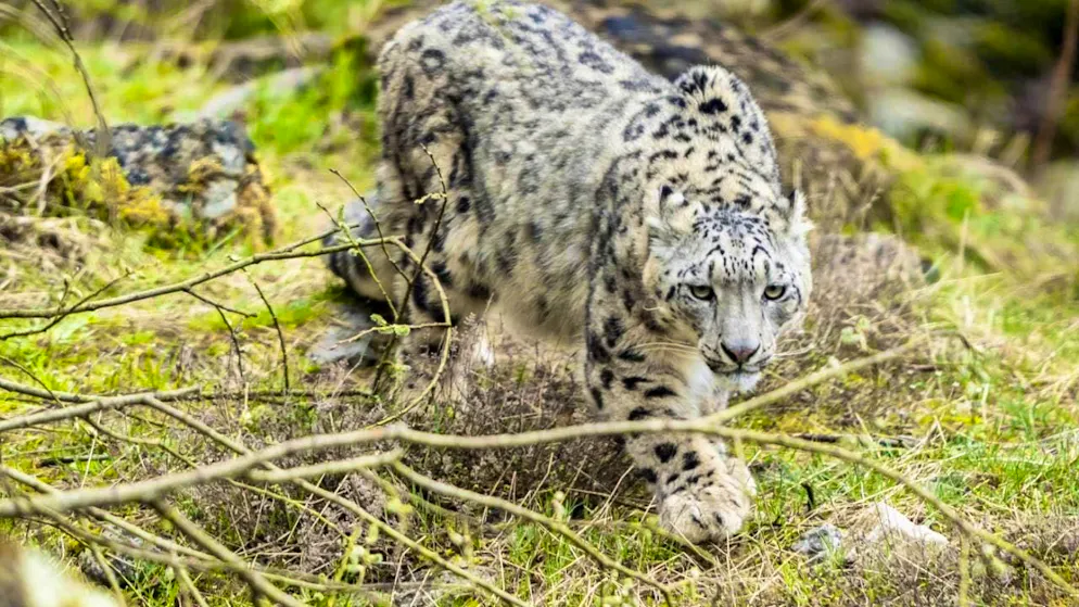 Zurich's big cats take to their catwalk - Gallery. A snow leopard explores the new "Panthera" big cat enclosure at Zurich Zoo. The enclosure is open to the public from Friday.
