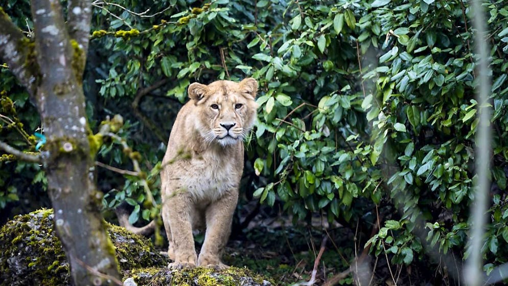 Die Zürcher Raubkatzen nehmen ihren Catwalk in Beschlag - Gallery. Löwen, Schneeleoparden und Amurtiger sind in der neuen Anlage zu finden.