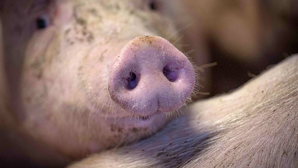 Der Stoffwechsel von Schweinen ähnelt jenem von Menschen. (Archivbild)