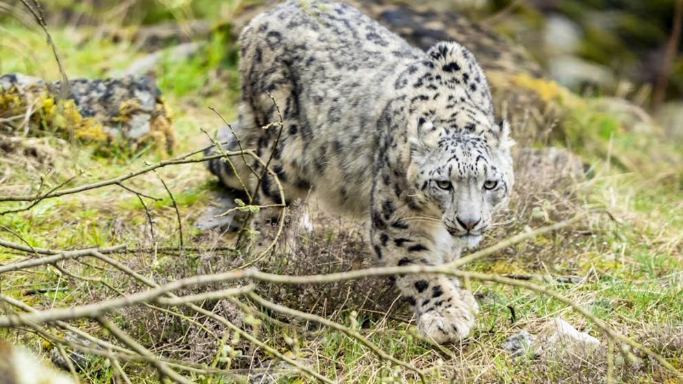 Die Zürcher Raubkatzen nehmen ihren Catwalk in Beschlag - Gallery. Ein Schneeleopard erkundet die neue Raubkatzenanlage "Panthera" im Zoo Zürich. Die Anlage ist ab Freitag für das Publikum offen.
