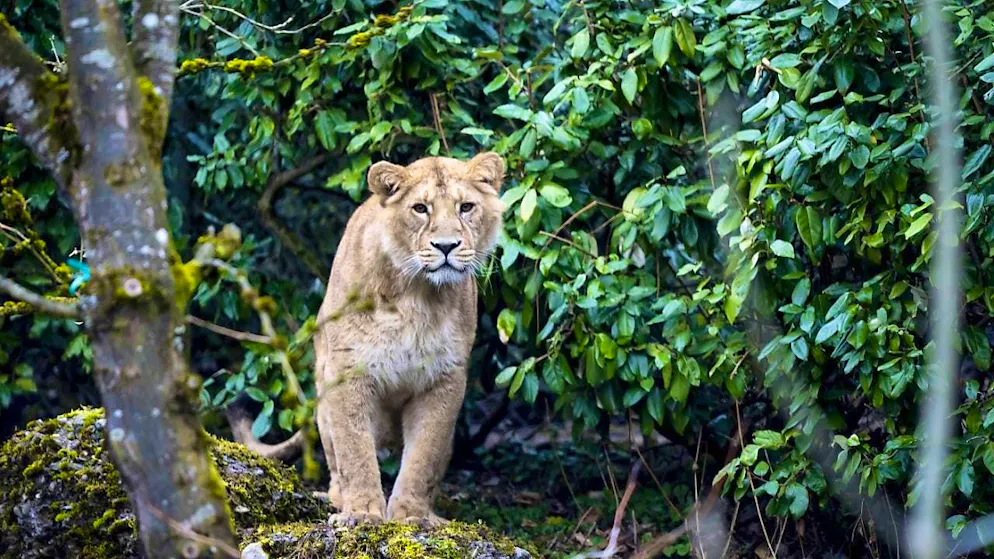 Zurich's big cats take to their catwalk - Gallery. Lions, snow leopards and Amur tigers can be found in the new enclosure.