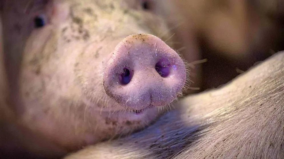 The metabolism of pigs is similar to that of humans. (archive picture)
