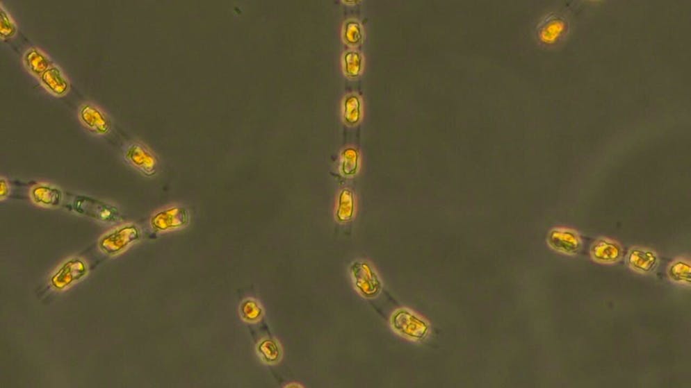 Die Kieselalge Skeletonema marinoi enfaltete selbst nach rund 7000 Jahren ohne Licht und Luft im Ostseesediment wieder volle Lebensaktivität.