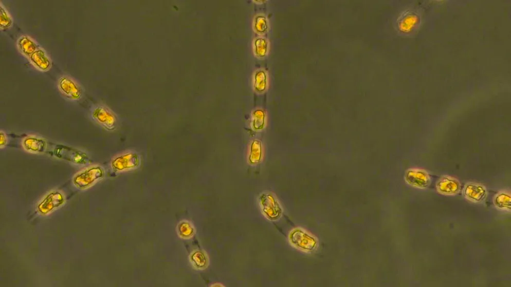 The diatom Skeletonema marinoi regained full life activity even after around 7000 years without light and air in the Baltic Sea sediment.