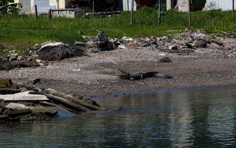 Krokodil gegen Mensch in Indonesien - Gallery. Krokodile findet man in Indonesien mittlerweile häufig in der Nähe von menschlichen Siedlungen.