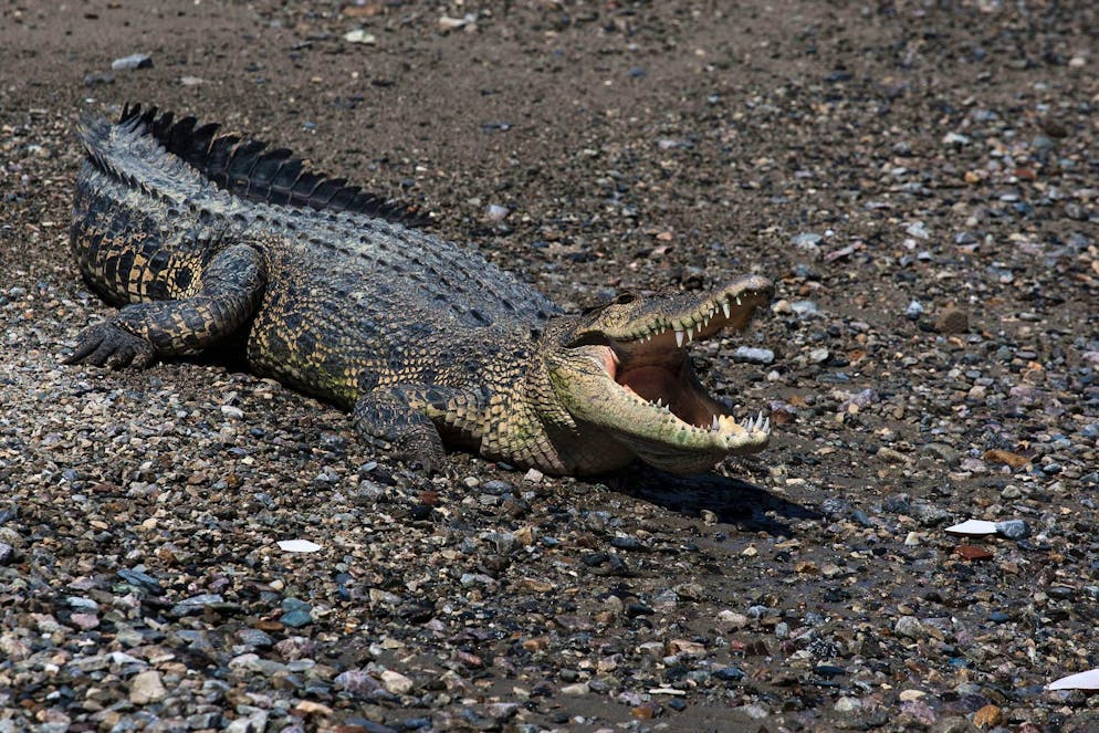 Krokodil gegen Mensch in Indonesien - Gallery. Immer wieder werden Fischer und Anwohner Opfer von Krokodilen.