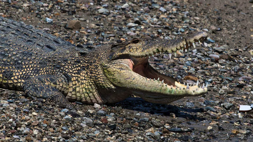 Survivors report. Crocodile versus human in Indonesia