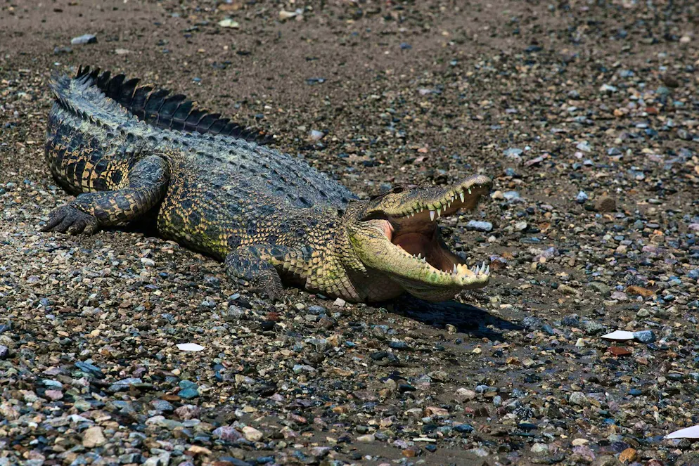 Crocodile against man in Indonesia - Gallery. Again and again, fishermen and local residents fall victim to crocodiles.