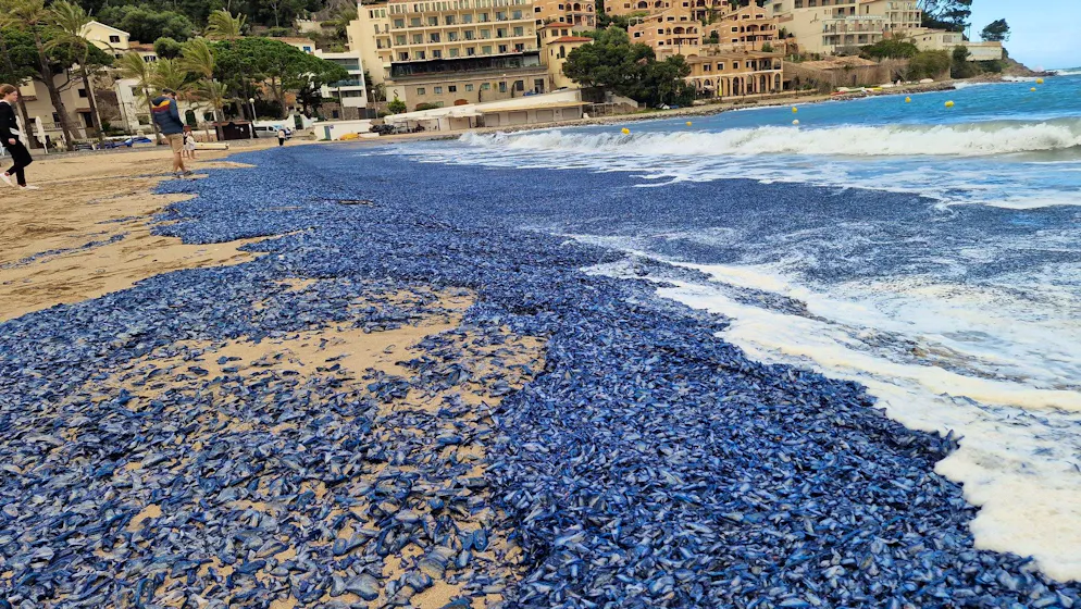 Millionen von blauen Segelquallen blockieren die  Strände in der Bucht von Sóller.