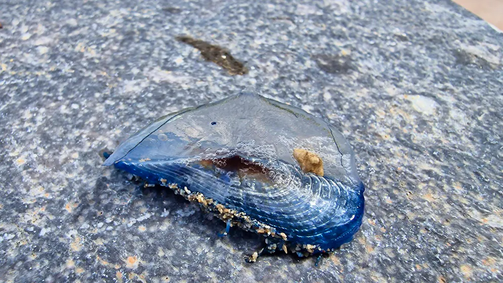 Die Segelquallen werden von den Einheimischen «Boote des Petrus» genannt.