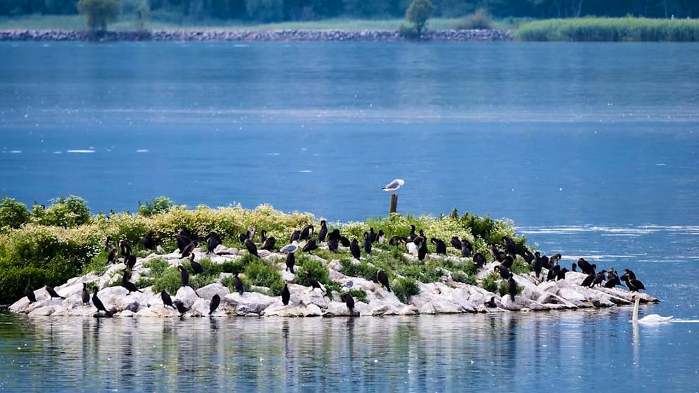 Les populations de cormorans, ici dans la réserve naturelle du Fanel sur le lac de Neuchatel, ont mauvaise presse auprès des pêcheurs professionnels (archives).