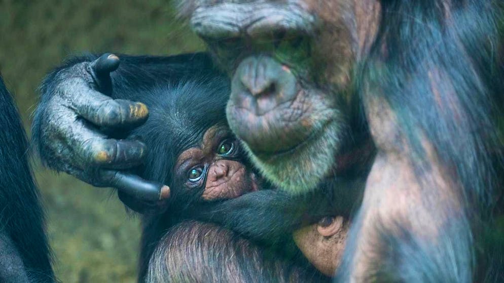 Baby chimpanzee Wasili was born at Basel Zoo in March.