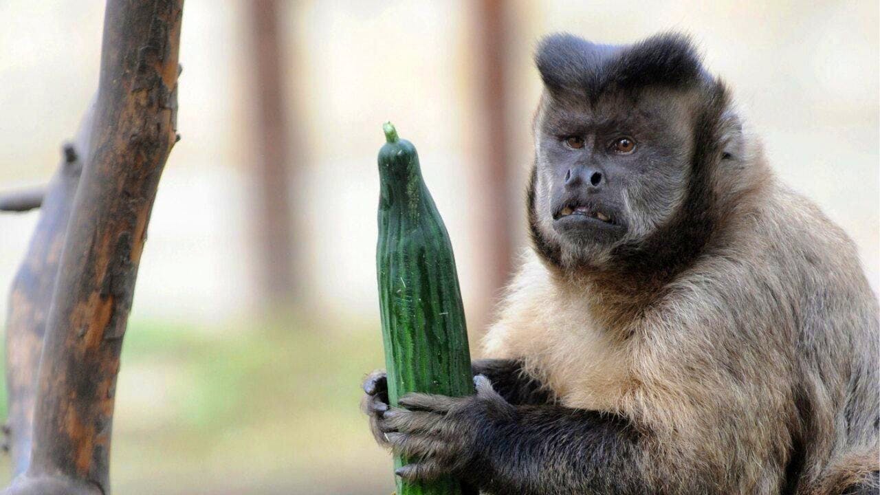 Biology. Why apes yodel better than humans