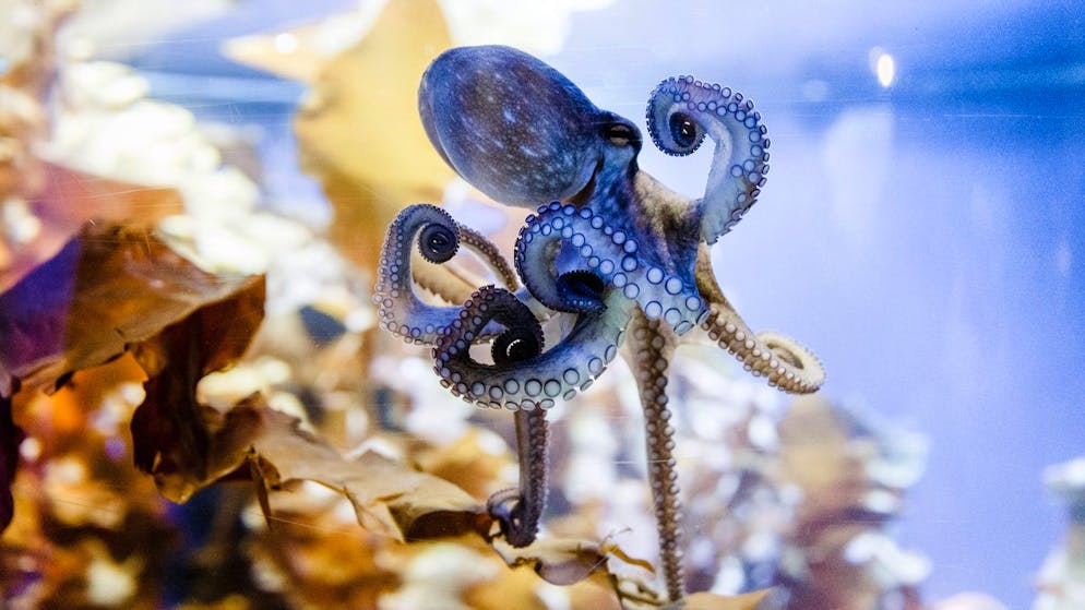 Ecco il video. I ricercatori filmano un polpo che usa uno squalo... come un taxi