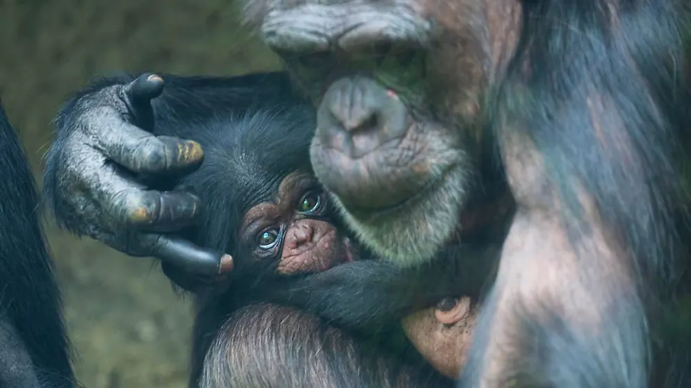 Das Schimpansen-Baby Wasili erblickte im März im Zoo Basel das Licht der Welt.
