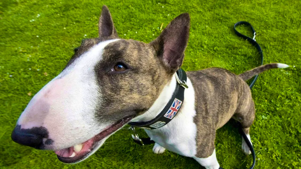 Two miniature bull terriers have injured a boy and a teenager in Starrkirch-Wil SO. The dogs have now been euthanized. (symbolic picture)