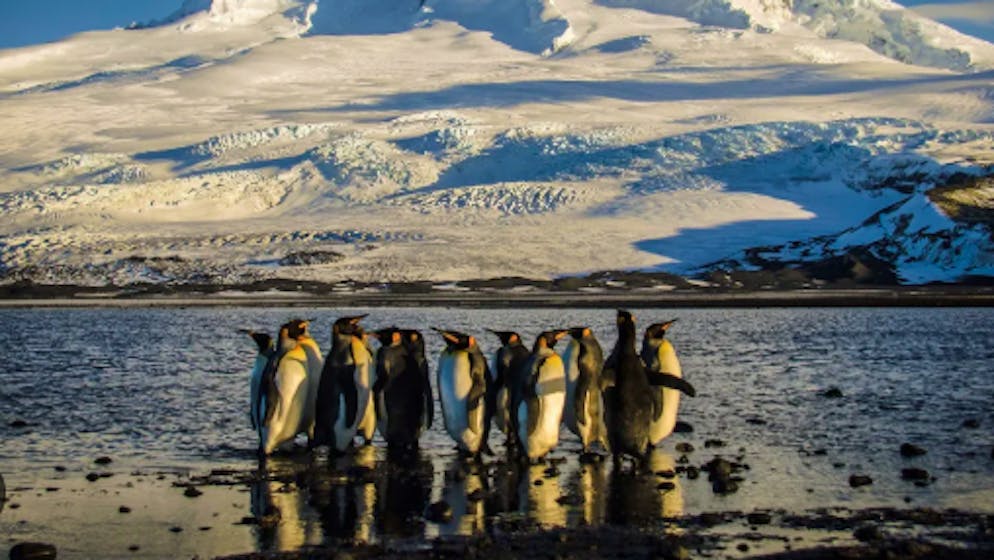 Handelskonflikt im Niemandsland. Trump belegt Insel mit Zöllen – aber dort wohnen nur Pinguine