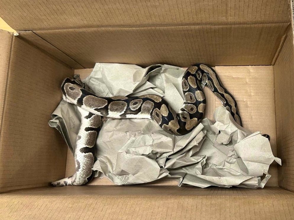 Die Königspython wurde bei einem Grillplatz gefunden. 