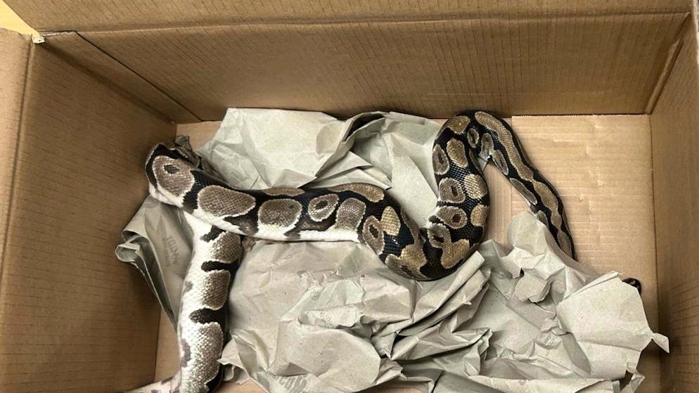 Verfahren wegen Tierquälerei. Königspython bei Grillplatz in Rheinfelden AG gesichtet – Besitzer gefunden