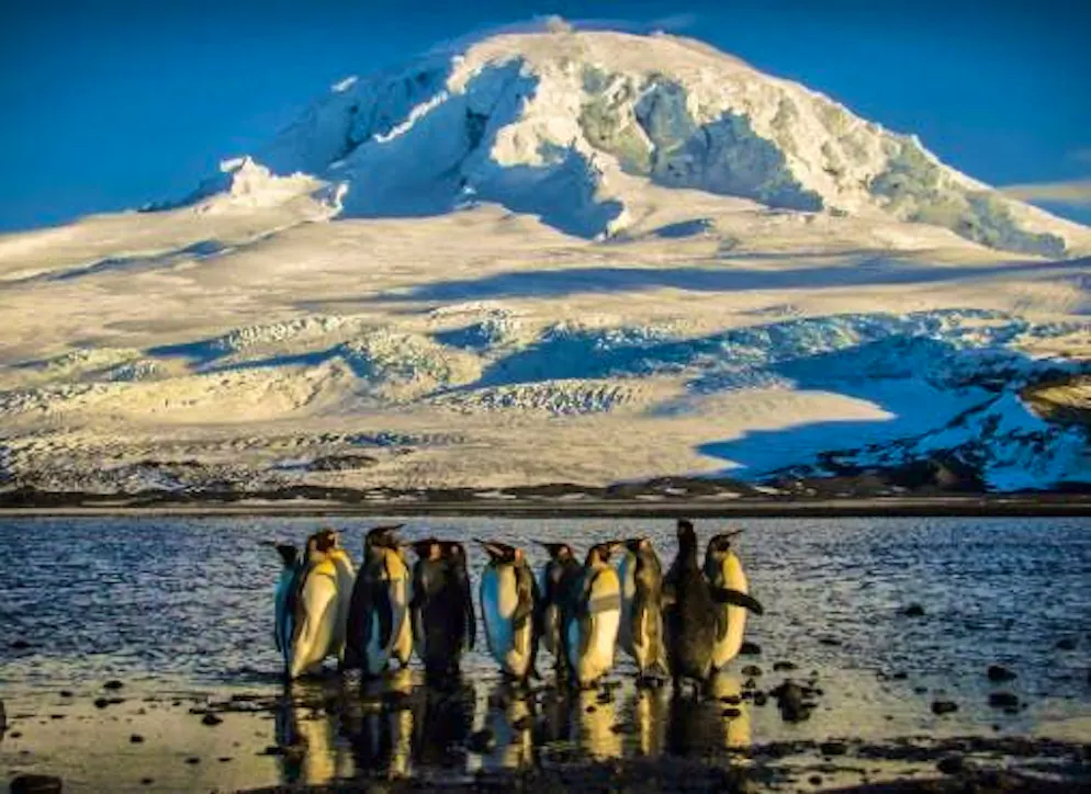 Numerous penguin colonies live on the Heard and McDonald Islands.