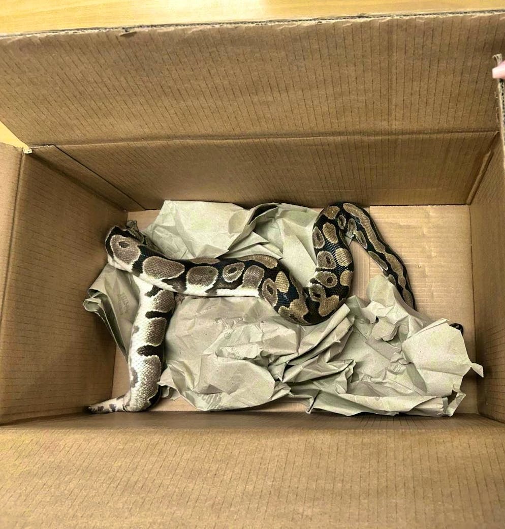 Il pitone reale è stato trovato in un luogo pubblico, di solito usato per le grigliate.