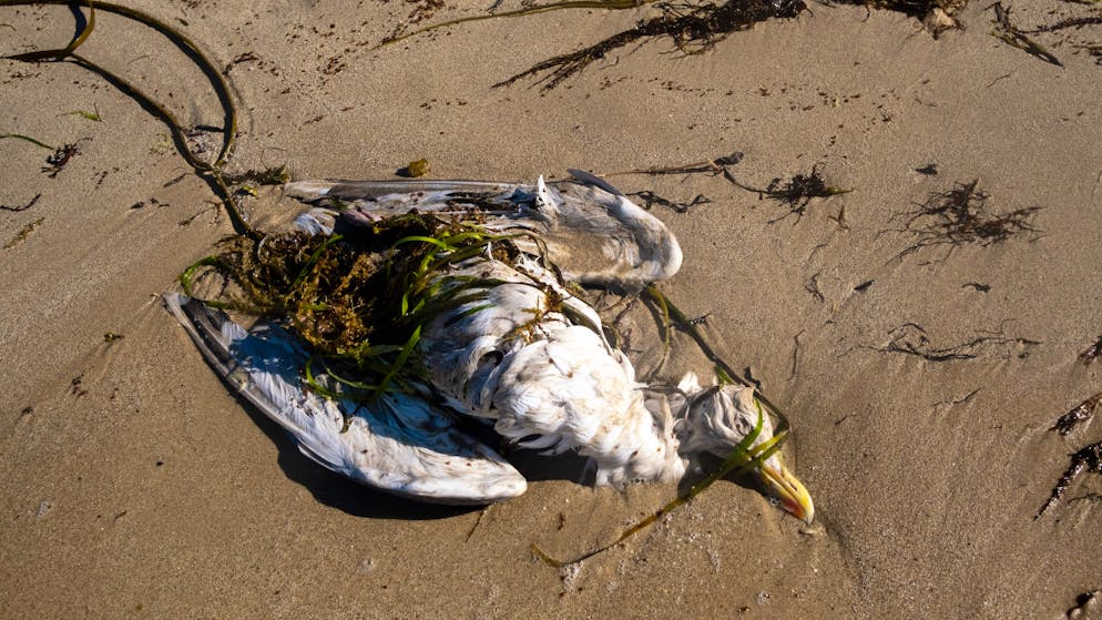 L'an dernier, plus de 800 oiseaux ont été retrouvés morts sur les plages françaises (image d’illustration).