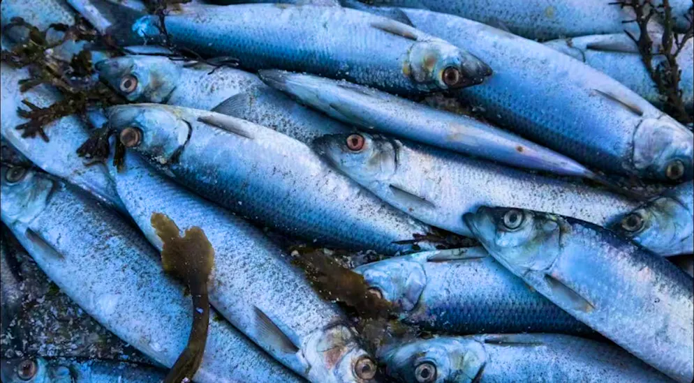 In Ireland, herrings are buried. The burial of the fish also heralds the end of Lent. 
