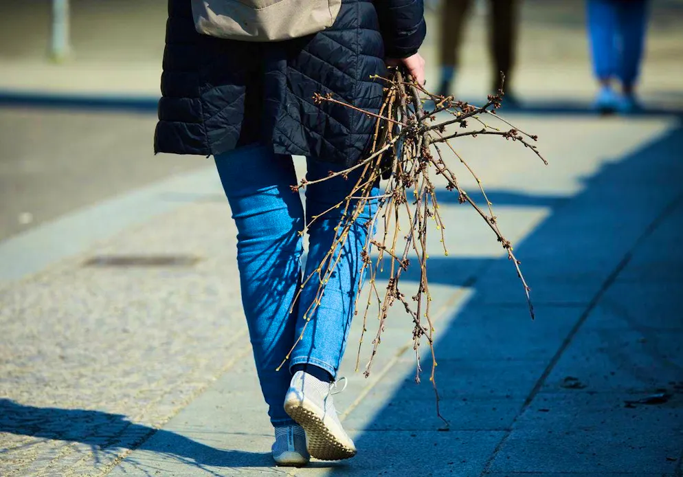 The Easter custom in Finland requires so-called palm fronds.