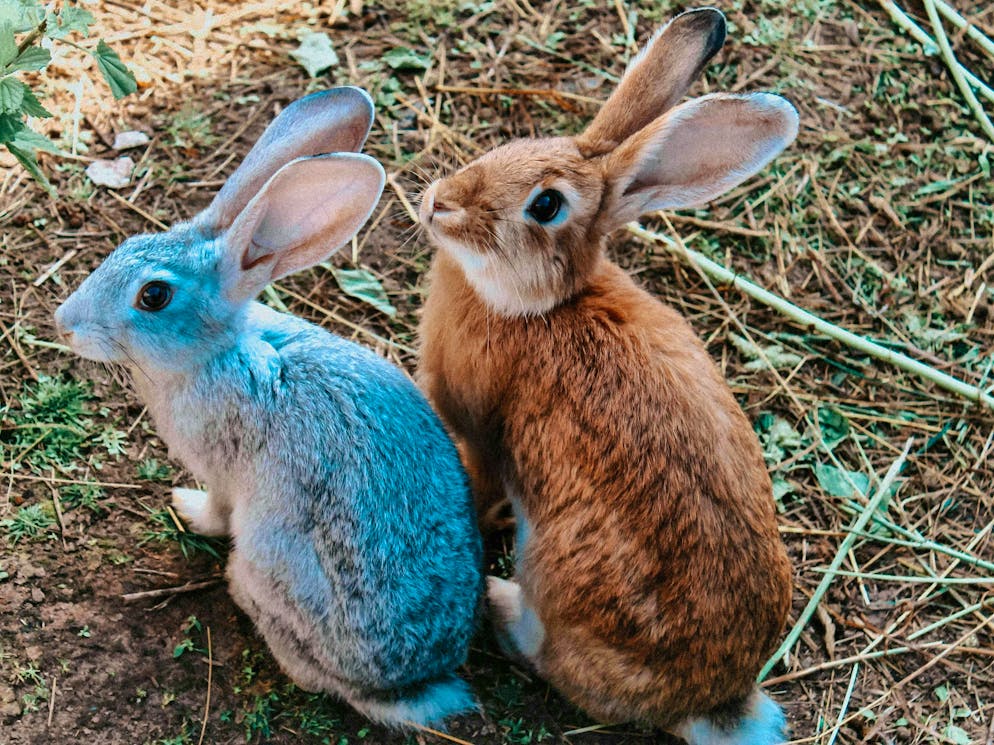 Hares and rabbits. The two Easter messengers get ready for their mission.
