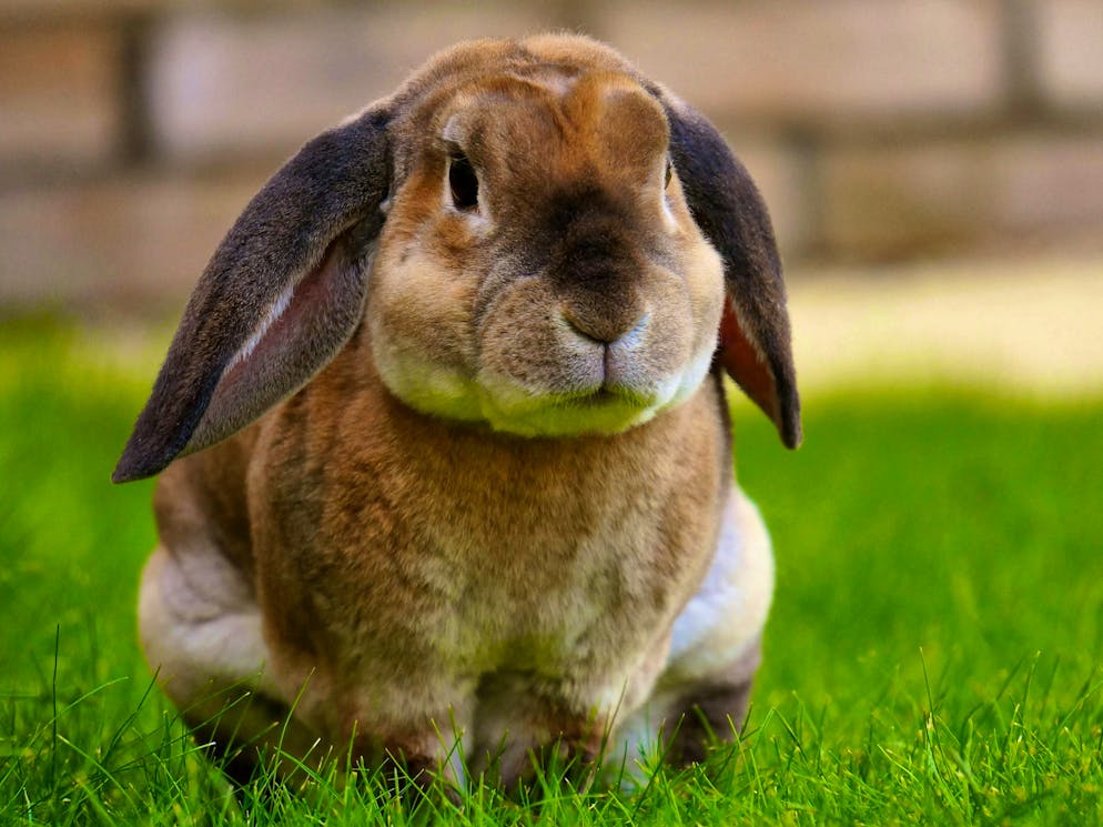 Hares and rabbits. ... and curiously observed ...