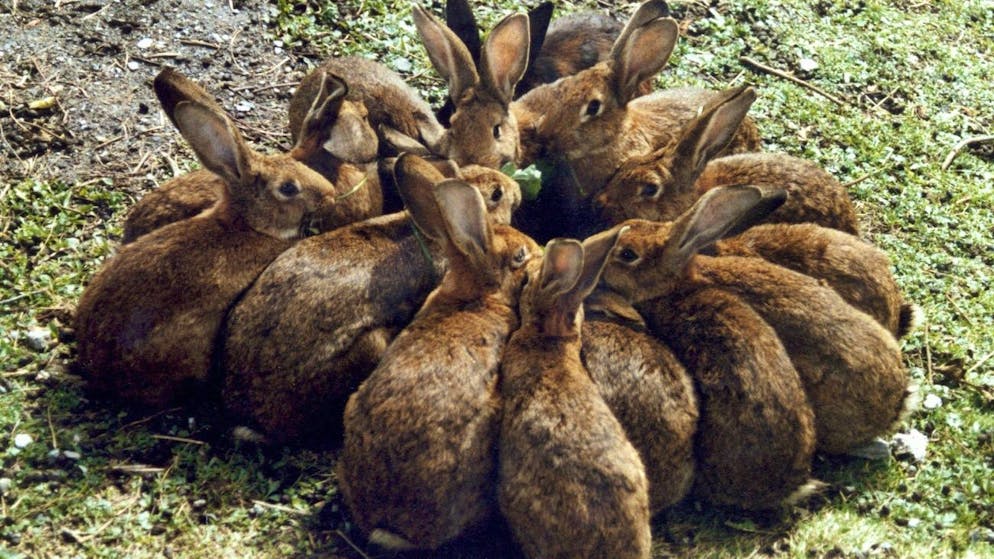 Material for Easter small talk. Here are 8 bunny facts