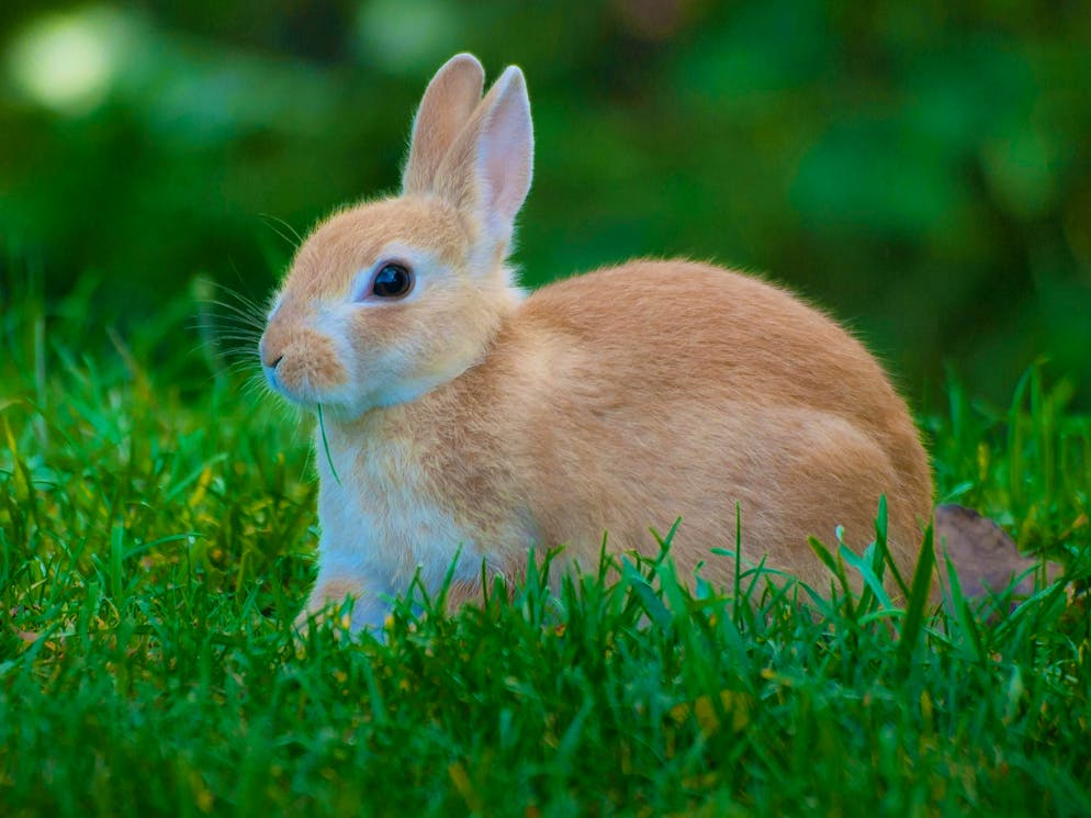 Hares and rabbits. ... and the next day it's time to get going again.