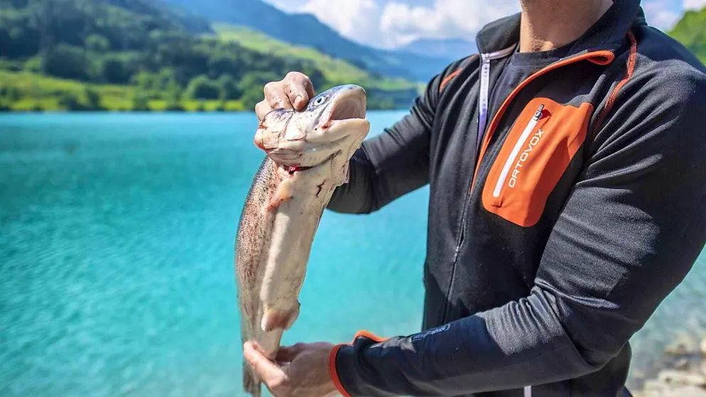 Trout and pike in western Switzerland exceed the prescribed PFAS values. (archive picture)