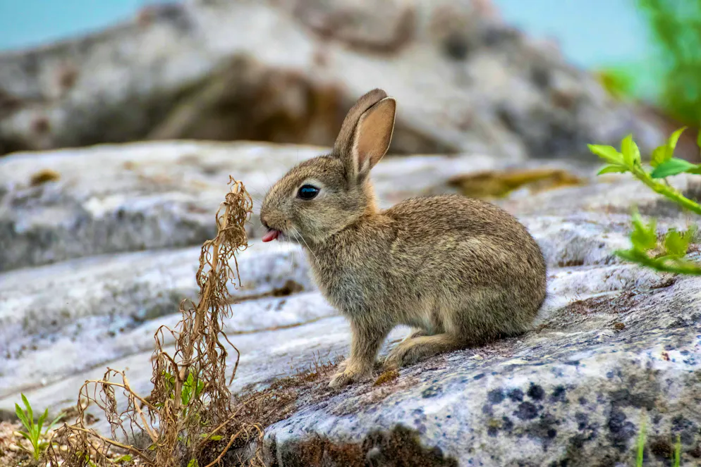 Hare and rabbit. Sticking out your tongue is a must