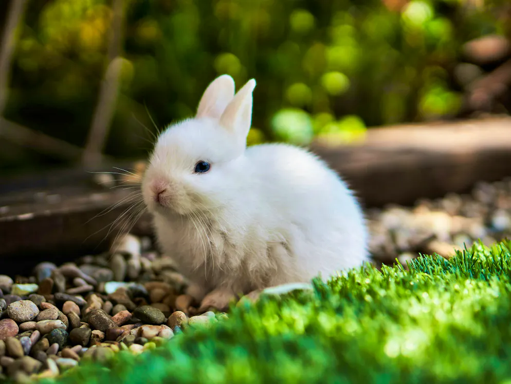 Hare and rabbit. Snow-white Easter favorite