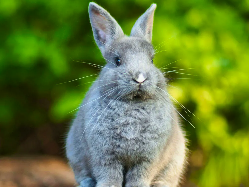 Hare and rabbit. Always at your service