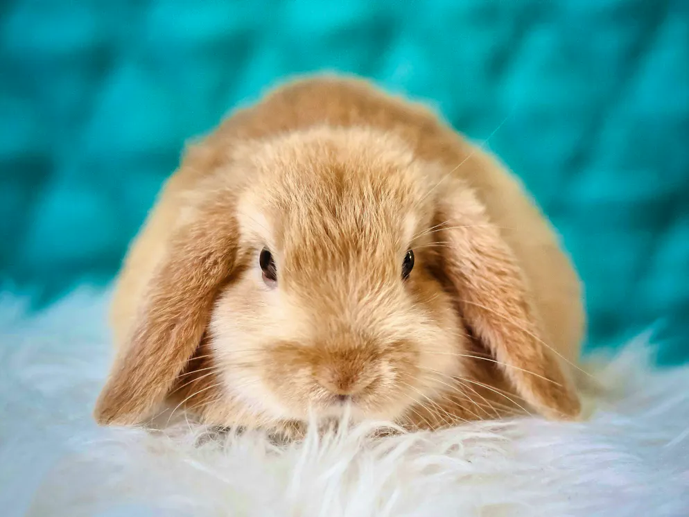 Hare and rabbit. Did someone say Easter?